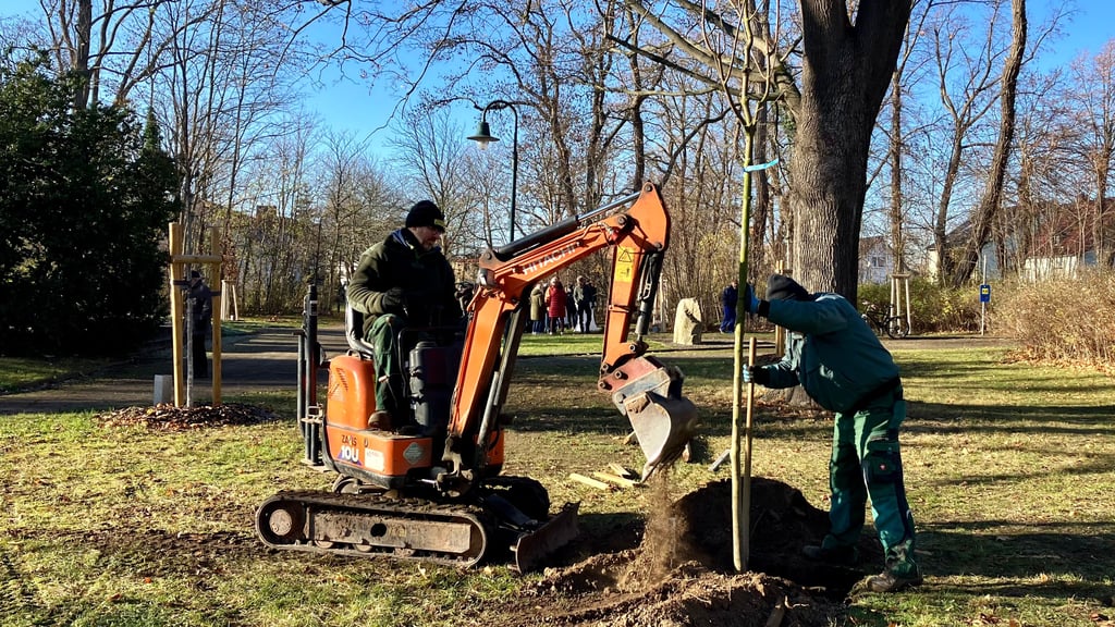 Mit dem Minibagger werden Löcher ausgehoben, die schweren Wurzelballen der Bäume hinuntergelassen und alles wieder verfüllt.