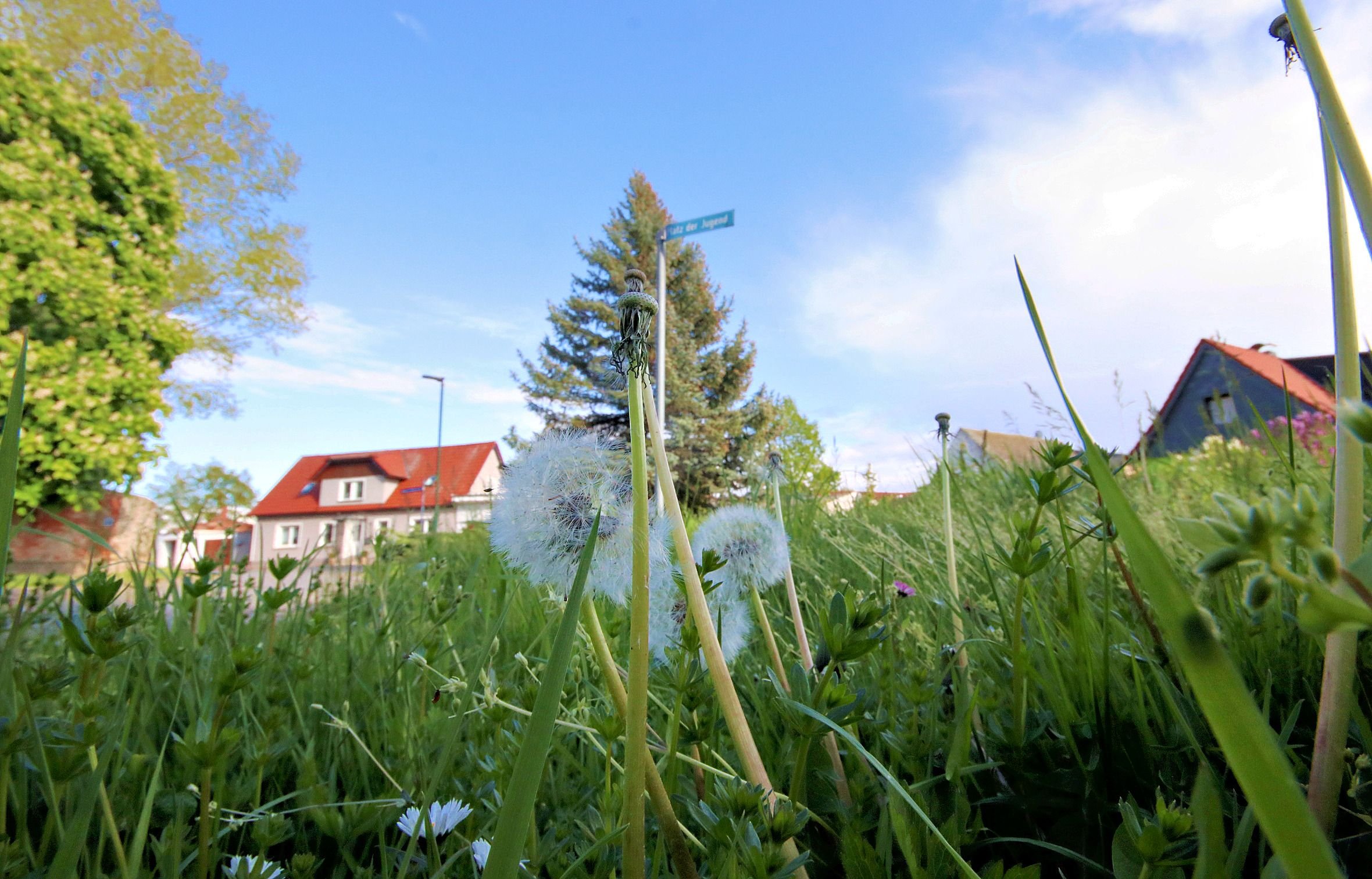 Grünpflege: Calbe: Jeder Mitarbeiter pflegt drei Hektar