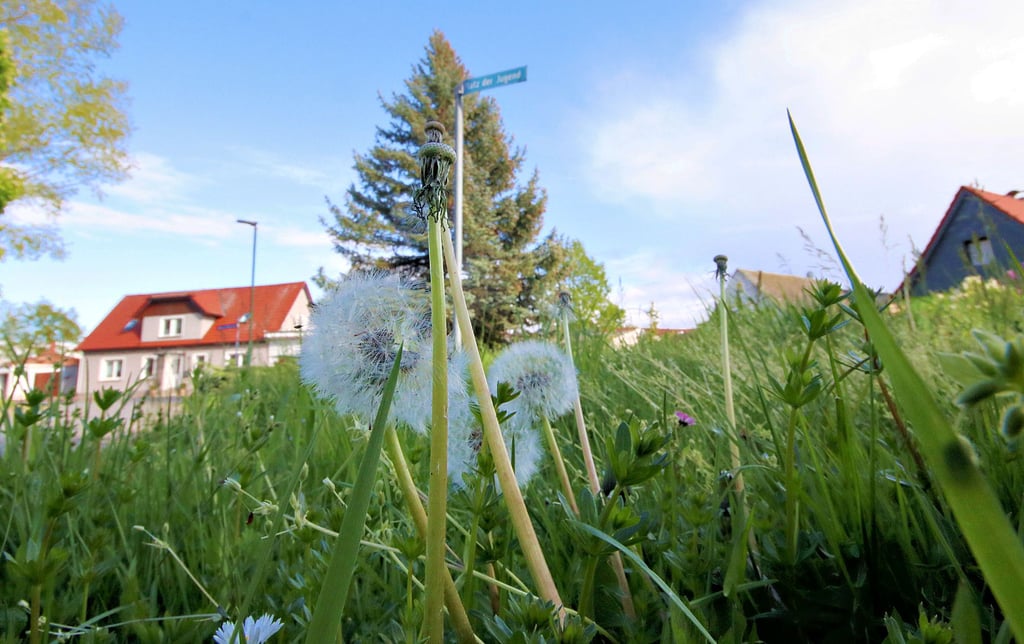 Rund um die öffentliche Grünpflege in Calbe liefert die Verwaltung neue Zahlen an die Stadträte. 