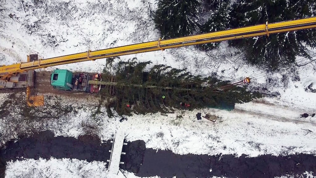 Die Fichte aus dem Oberharz soll am Dienstag am Bundestag aufgestellt werden.