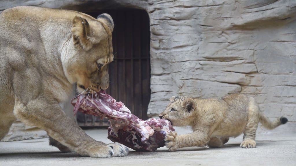 Zootiere bekommen auch tote Tiere zum Fraß vorgesetzt. (Archivbild)