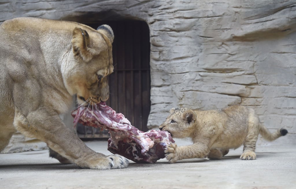 Zootiere bekommen auch tote Tiere zum Fraß vorgesetzt. (Archivbild)