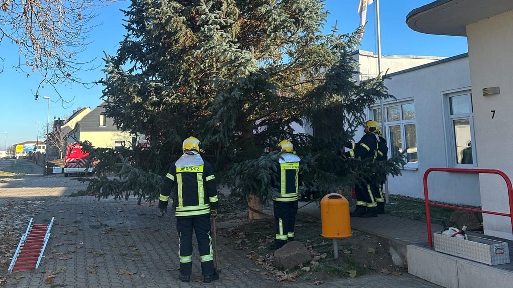 In Heyrothsberge wurde der Weihnachtsbaum an diesem Wochenende bereits durch die Freiwillige Feuerwehr aufgestellt.