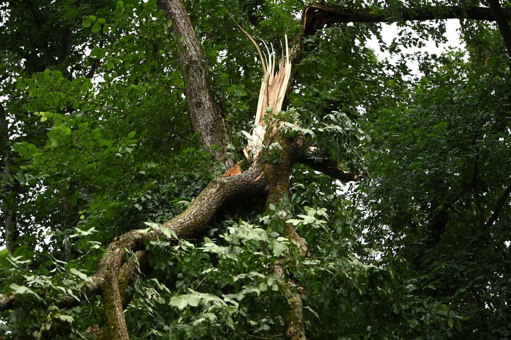 Schwere Stürme hatten im Sommer in den Berliner Wäldern schwere Schäden verursacht. (Archivbild)