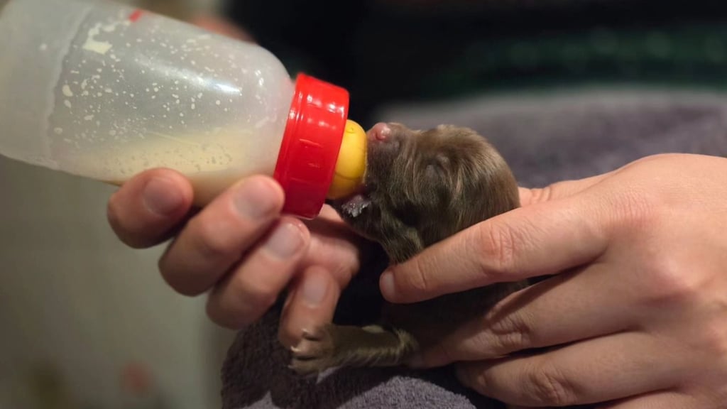 Dieser Welpe wird im Tierheim Nordhausen per Flasche aufgezogen. Die Mitarbeiter hoffen, den kleinen Rüden (Foto) und seine Schwester durchzubekommen.