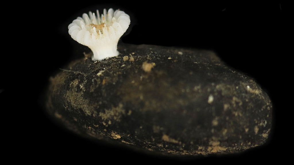 Forscher haben die bislang unbekannte Korallenart in der Tiefsee entdeckt.