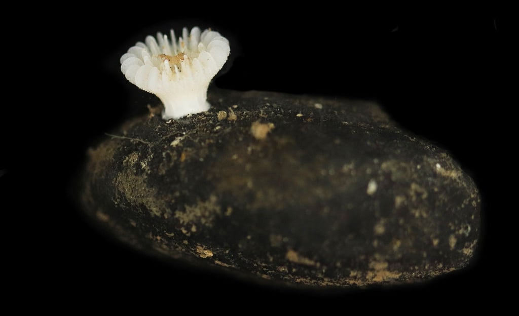 Forscher haben die bislang unbekannte Korallenart in der Tiefsee entdeckt.