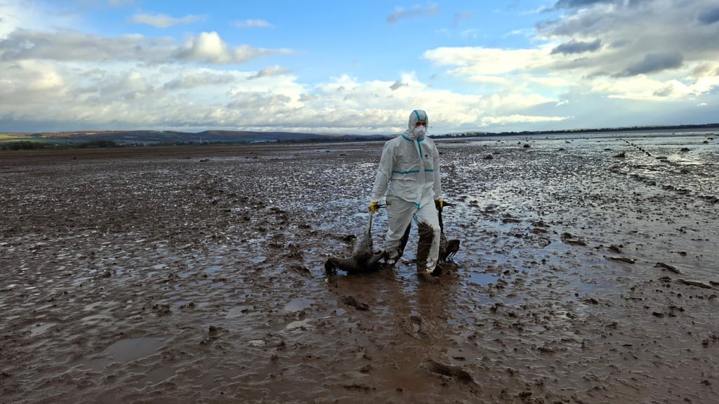 Mehr als 5.000 an der Vogelgrippe verstorbene Kraniche wurden am Stausee Kelbra eingesammelt.