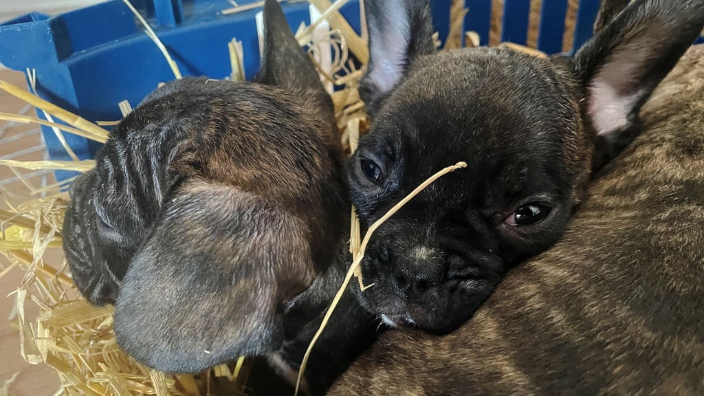 Die EU will strenger gegen illegalen Tierhandel vorgehen. (Symbolbild)