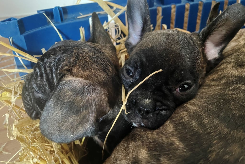 Die EU will strenger gegen illegalen Tierhandel vorgehen. (Symbolbild)