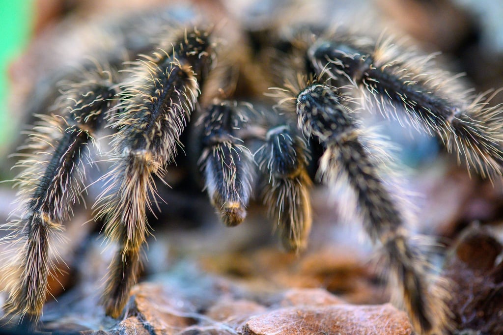 In zwölf Terrarien werden Vogelspinnen gezeigt, die zuvor beschlagnahmt worden waren.