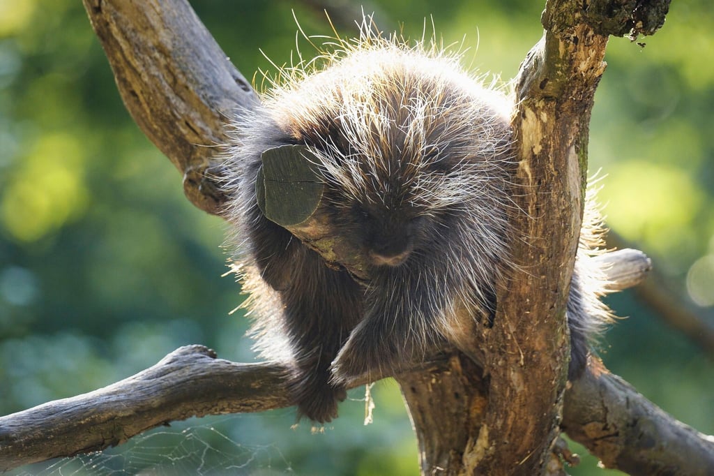 Der Baumstachler-Nachwuchs musste aus dem Zoo Magdeburg ausziehen.