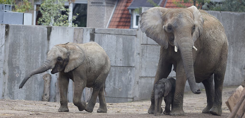 Halles Elefantenherde wird schon bald den Bergzoo verlassen. 