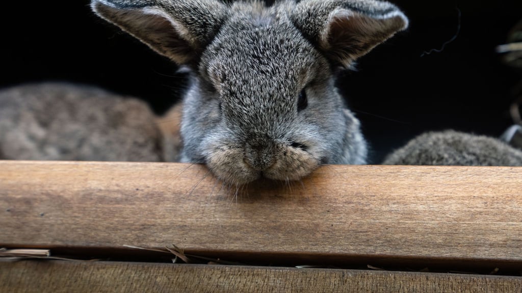 Ein Kaninchen landete auf dem Wittenberger Polizeirevier. (Symbolfoto)