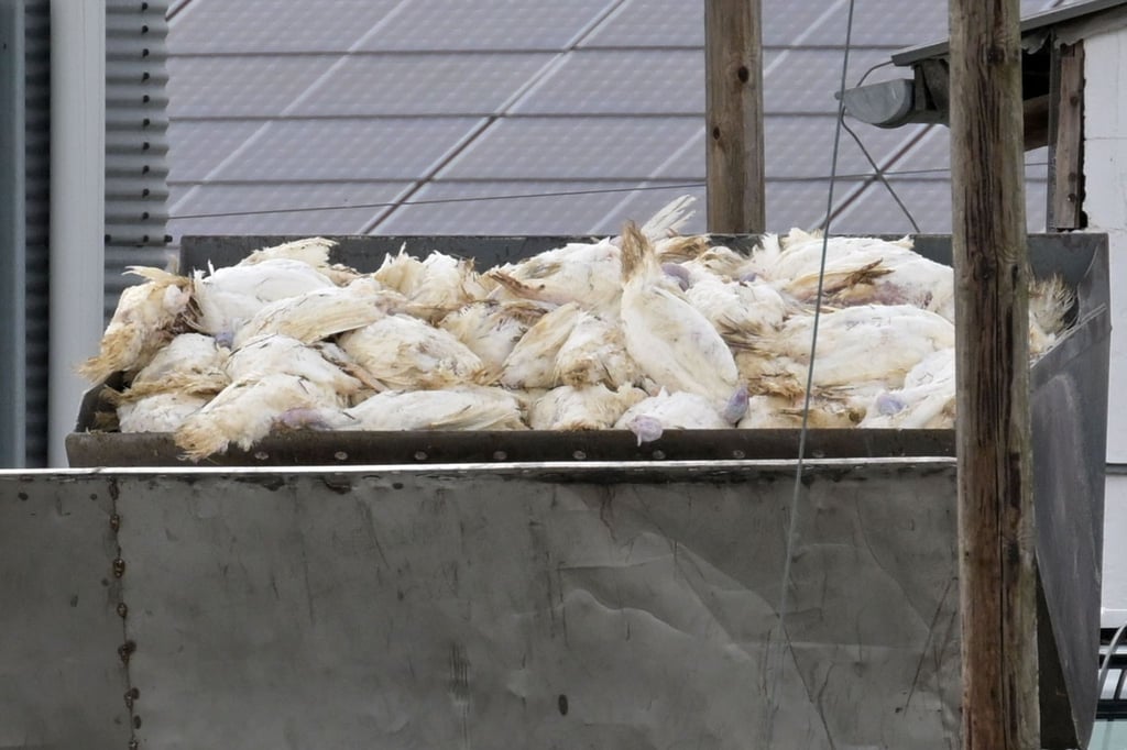 Vor allem Puten und Hühner sind in Niedersachsen von der Tierseuche betroffen. (Archivbild)