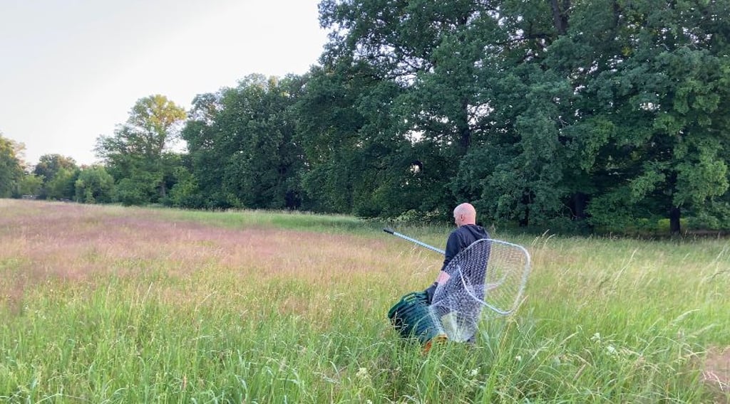 Mit Kescher und Eimer durch das hohe Gras: Jan Driesnack sucht im Morgengrauen nach Rehkitzen, um sie vor dem nahenden Mähwerk zu retten.