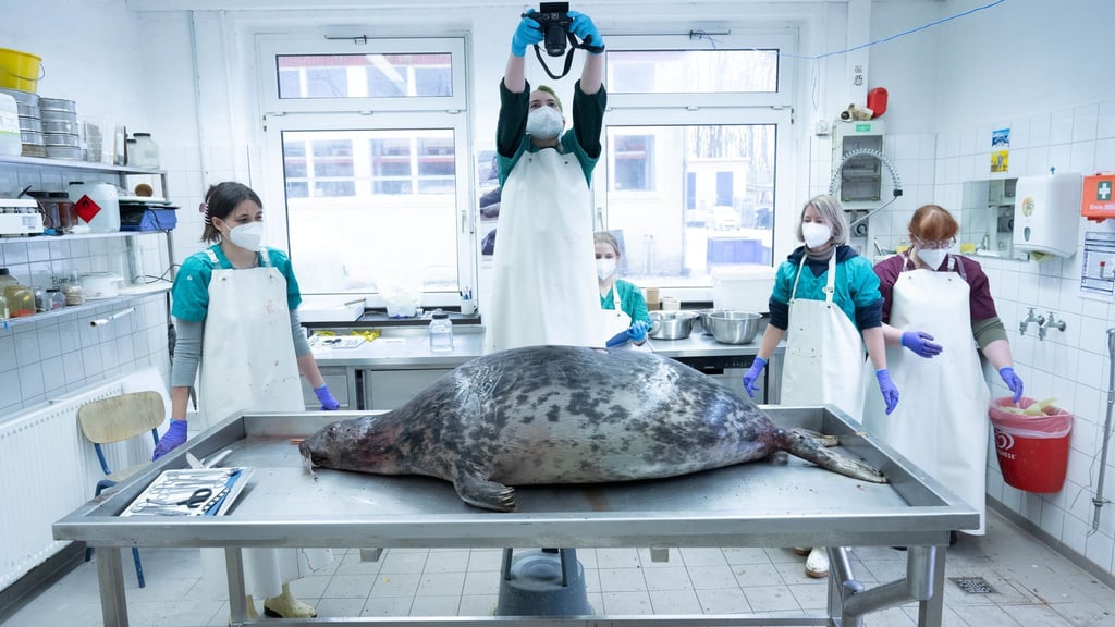 Das Robbensterben im vergangenen Herbst gibt weiter Rätsel auf. (Archivbild)