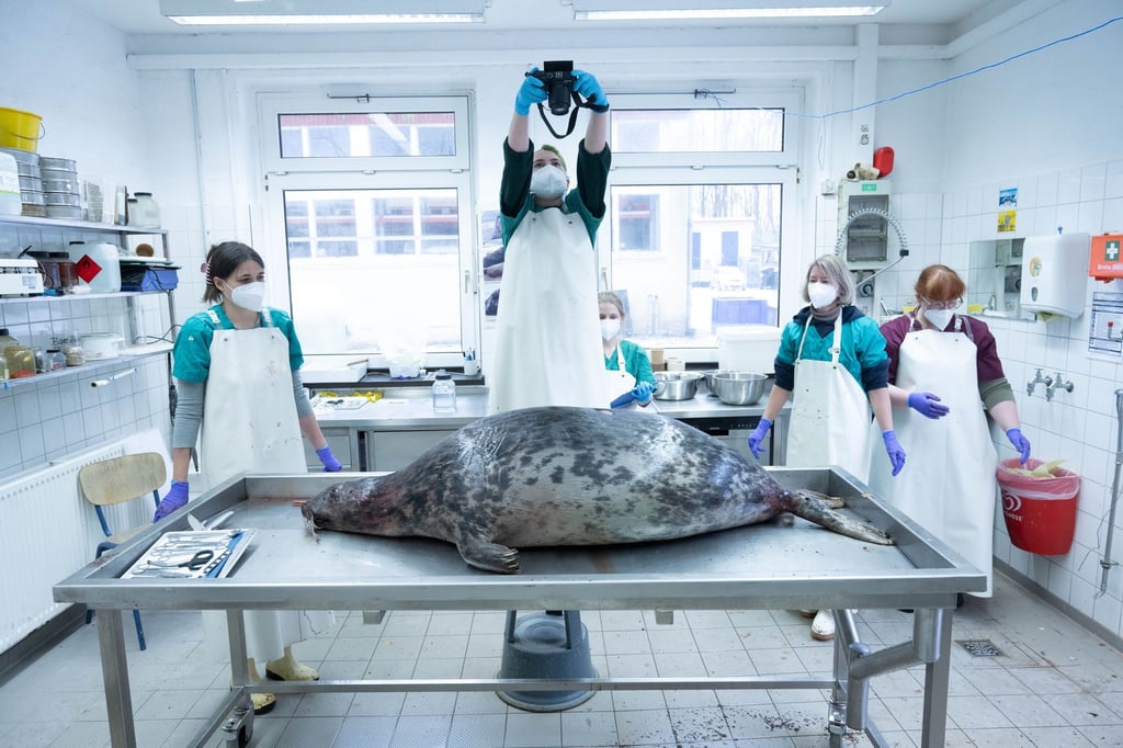Das Robbensterben im vergangenen Herbst gibt weiter Rätsel auf. (Archivbild)