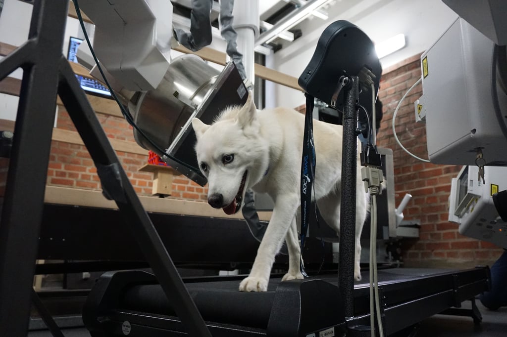 Hündin Suri testet das Laufband im Bewegungslabor in Leipzig. Dabei können Röntgengeräte ihre Bewegungen als Videoclip aufzeichnen.