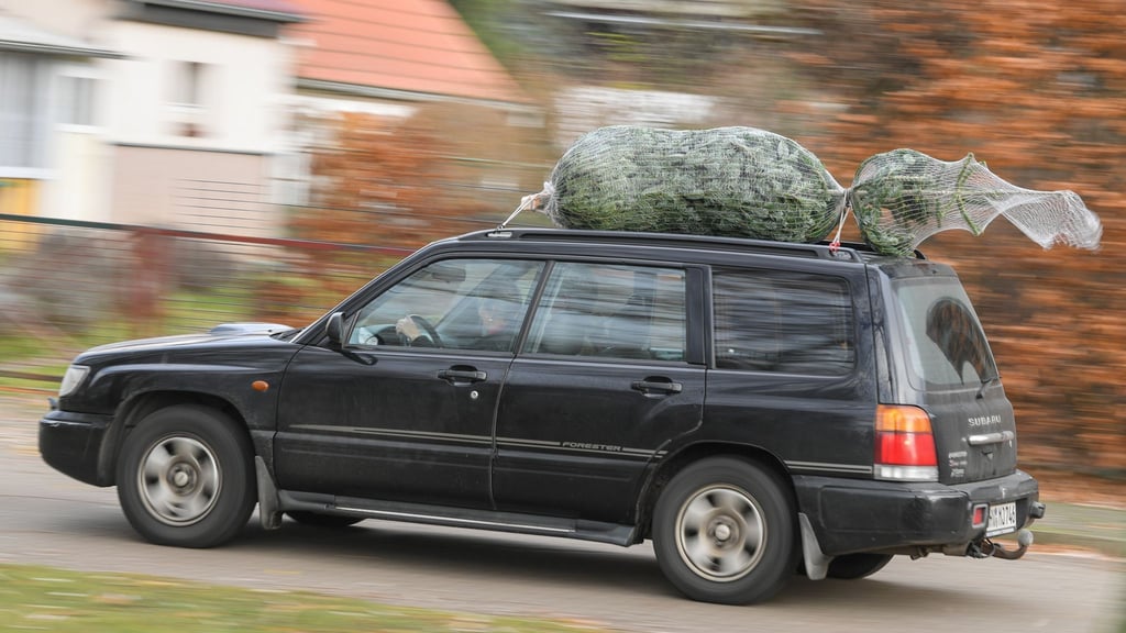 Stamm voraus: So sollte der Baum platziert sein, wenn man ihn auf dem Autodach transportiert.