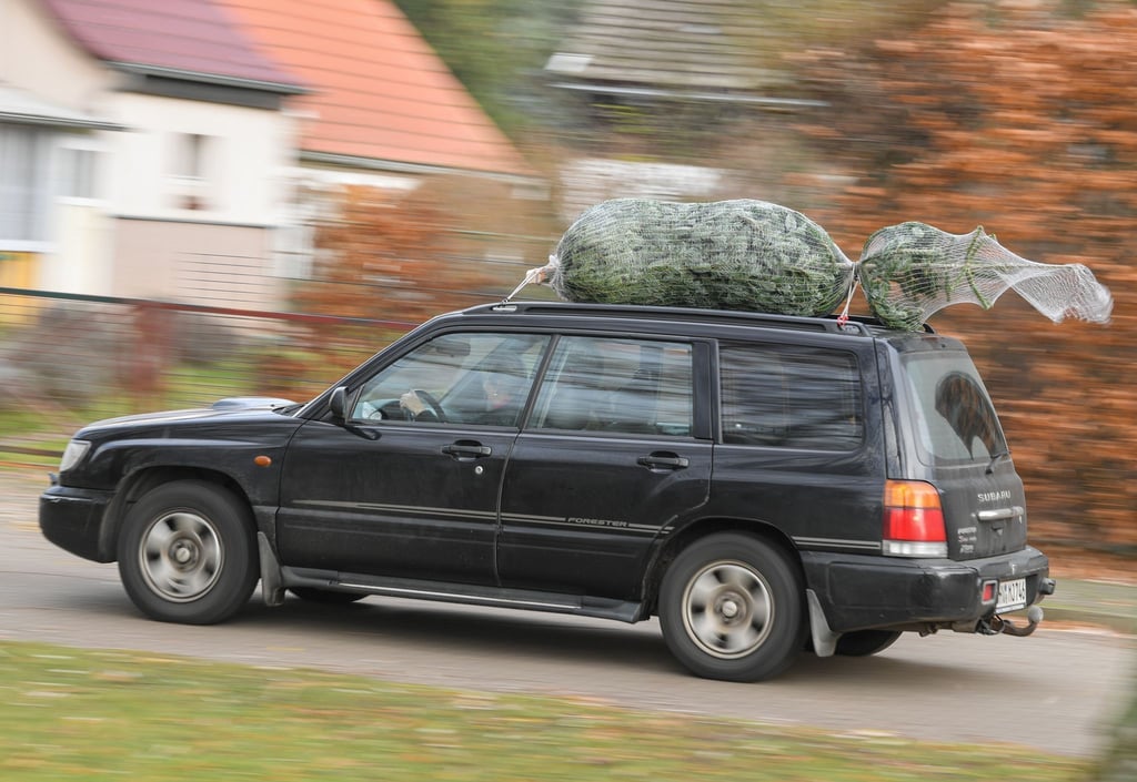 Stamm voraus: So sollte der Baum platziert sein, wenn man ihn auf dem Autodach transportiert.
