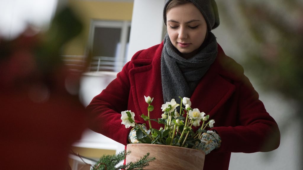 Christrosen sind winterharte Pflanzen, die sich gut für natürliche Weihnachtsdekorationen auf Balkon oder Terrasse eignen.