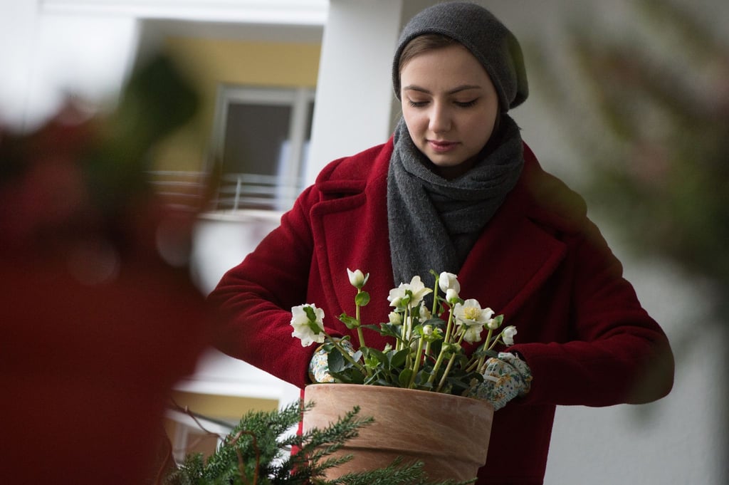 Christrosen sind winterharte Pflanzen, die sich gut für natürliche Weihnachtsdekorationen auf Balkon oder Terrasse eignen.