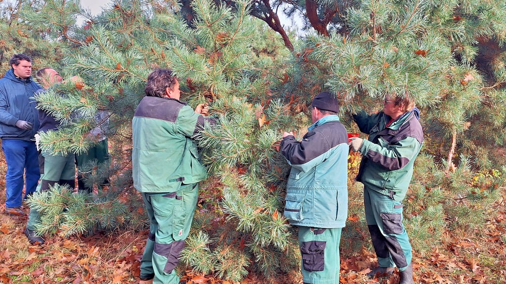 Mitarbeiter vom Christlichen Jugenddorf Salzwedel unterstützen in diesem Jahr die Kiefernzapfenernte.  