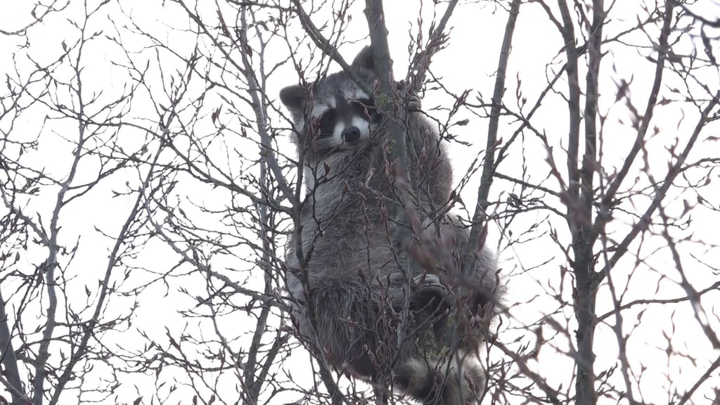 Der Waschbär im Baum löste einen Einsatz aus, die Retter ließen das Tier aber in Ruhe.