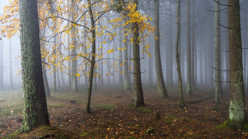 Der November in Sachsen-Anhalt bleibt grau und ungemütlich.