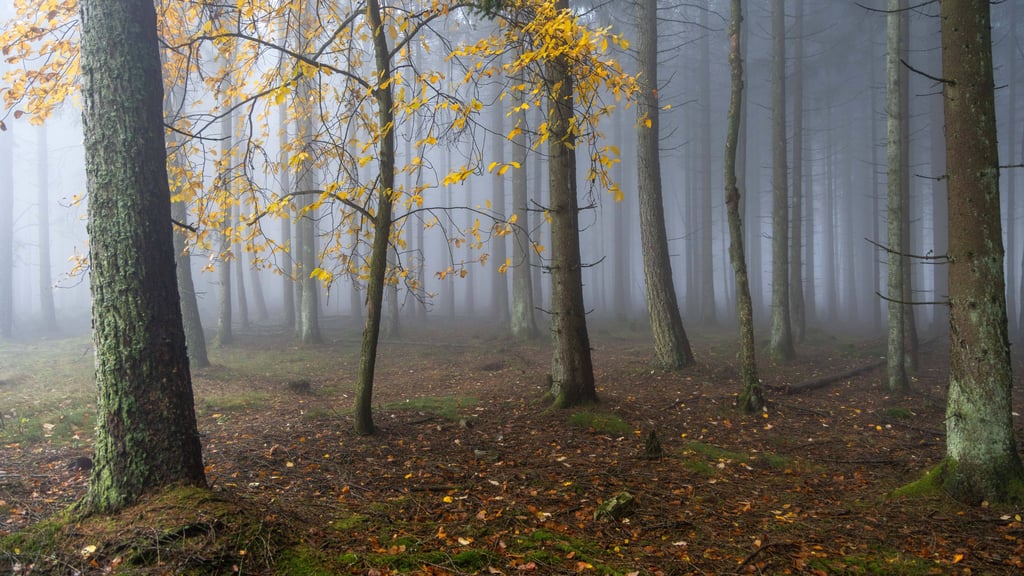 Der November in Sachsen-Anhalt bleibt grau und ungemütlich.