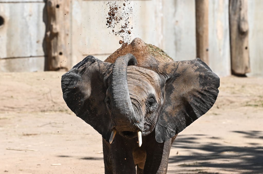 Die fünf Elefanten sollen bereits Anfang 2026 ihren Umzug antreten. (Archivbild)