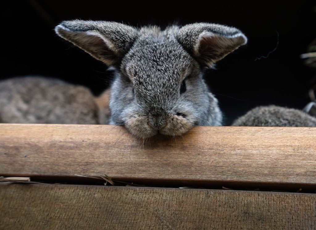 Ein Kaninchen landete auf dem Wittenberger Polizeirevier. (Symbolfoto)