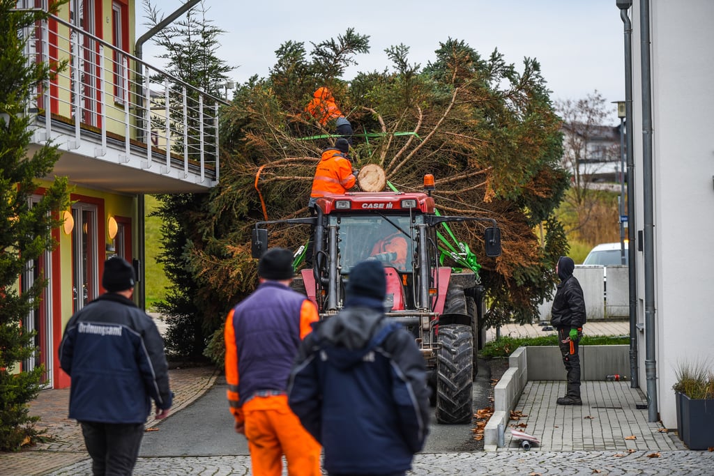 Mit vereinten Kräften gelangt der Baum an die Marina Mücheln.