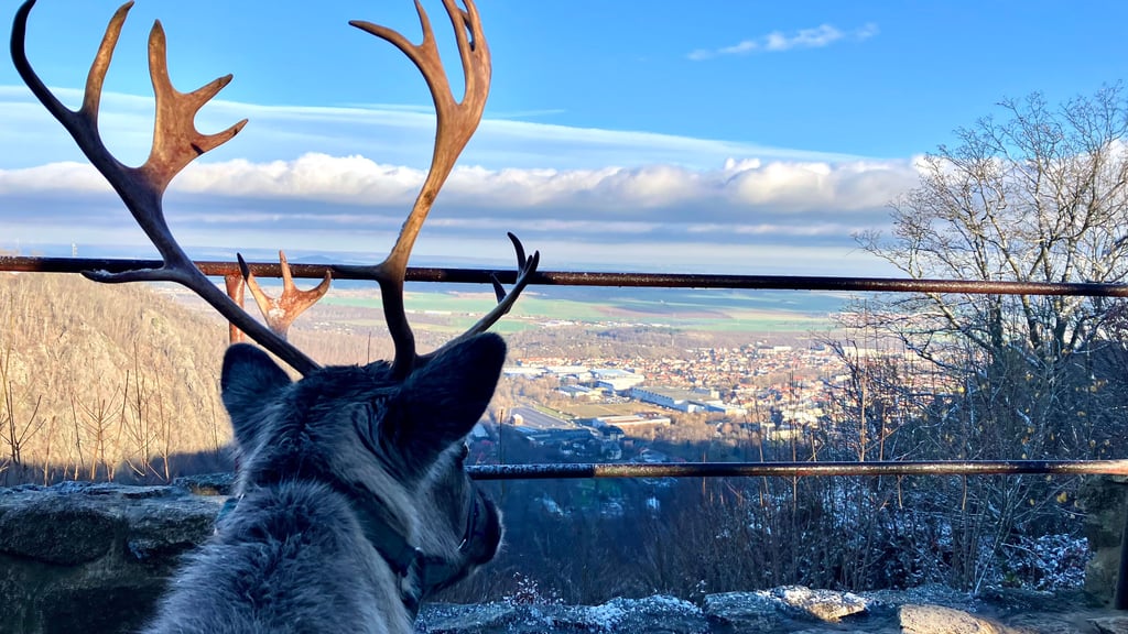 Rentier Elsa scheint den Blick vom Hexentanzplatz über Thale zu genießen.