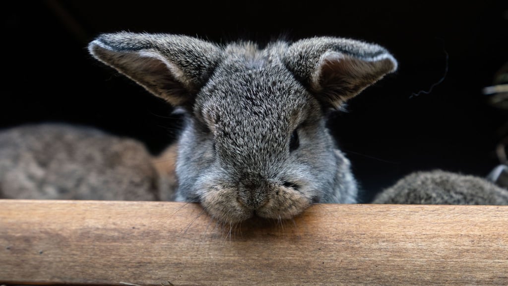 Ein Kaninchen landete auf dem Wittenberger Polizeirevier. Symbolfoto: