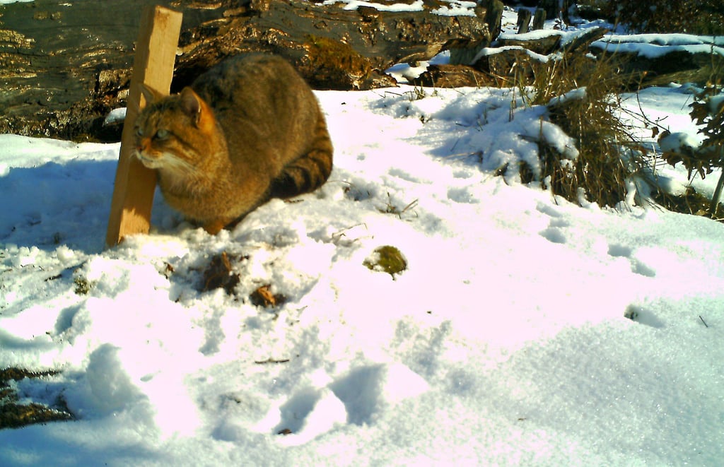 Diese Wildkatze konnte Axel Mitzka in der Dübener Heide im Frühjahr 2025 dank einer Fotofalle im Bild festhalten.