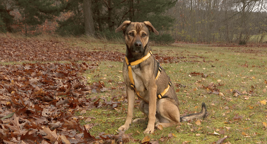 In der MDR-Sendung "tierisch, tierisch" suchen drei Hunde aus dem Tierheim Satuelle in Haldensleben eine neue Familie und ein neues Zuhause. 
