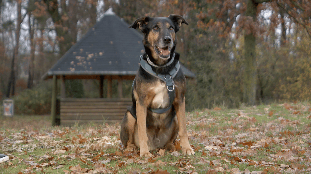 Schäferhund Spike wurde vom Tierheim Haldensleben wieder aufgepeppelt.
