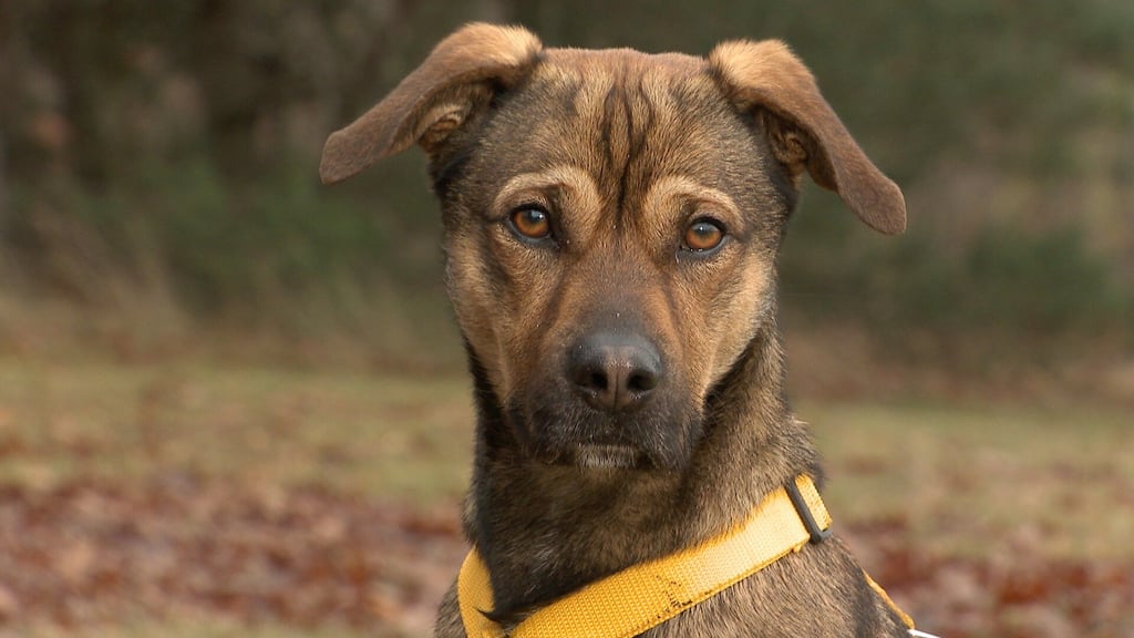 Mischling bei MDR-Sendung "tierisch, tierisch": Eden ist ein junger Hund, der schon einige Tricks drauf hat.