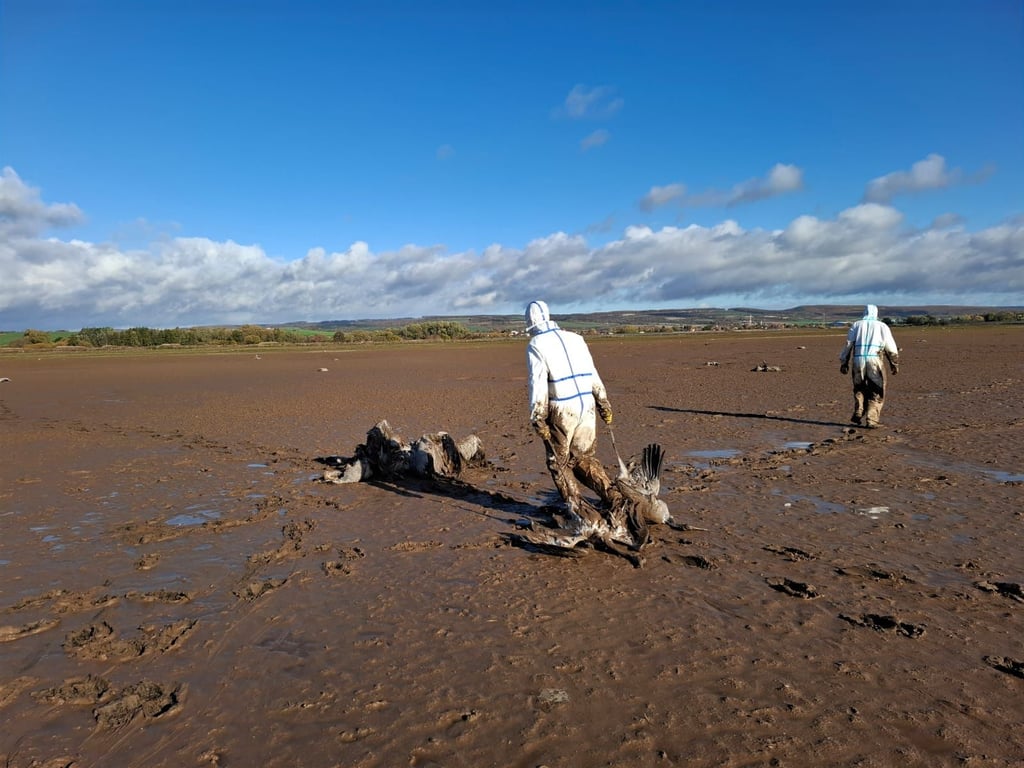 Tausende an Vogelgrippe verstorbene Kraniche wurden bislang am Stausee Kelbra eingesammelt.