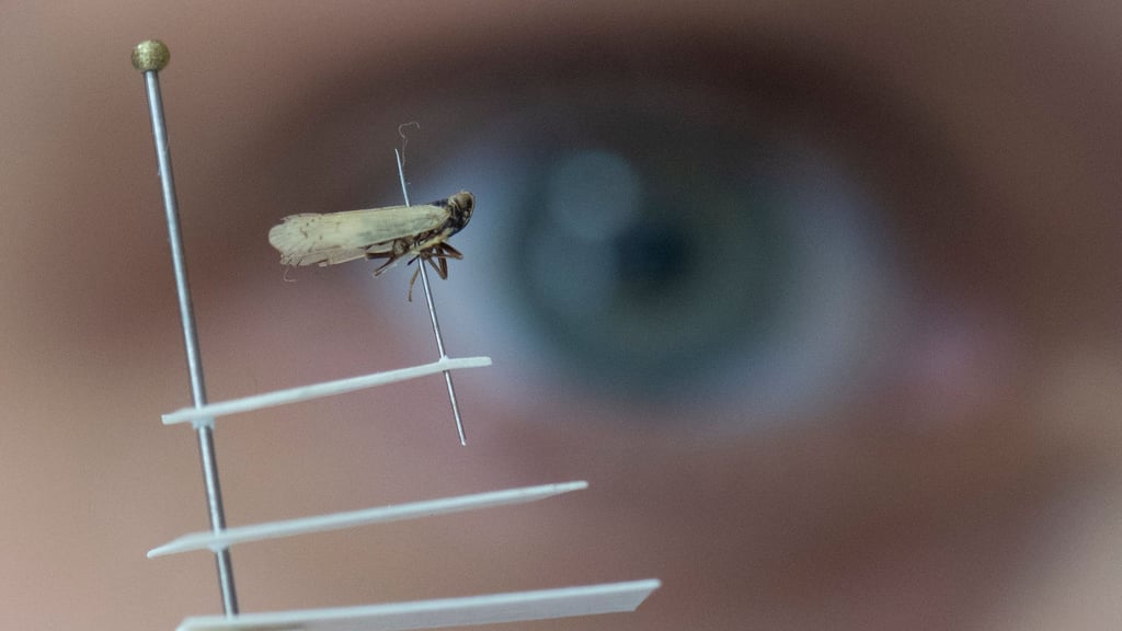 Die Grünen fordern eine Strategie zum Umgang mit dem Pflanzenschädling Schilf-Glasflügelzikade in Sachsen (Archvibild).