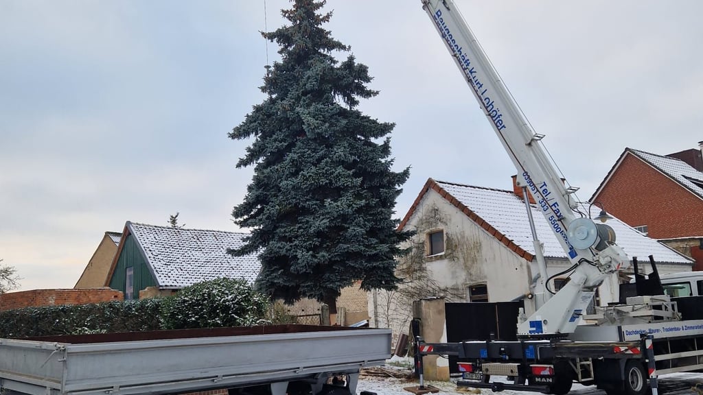 Mit schwerer Technik wird die imposante Blautanne vorsichtig auf den Transporter gehoben – der erste Schritt auf ihrer Reise zum Calvörder Marktplatz.