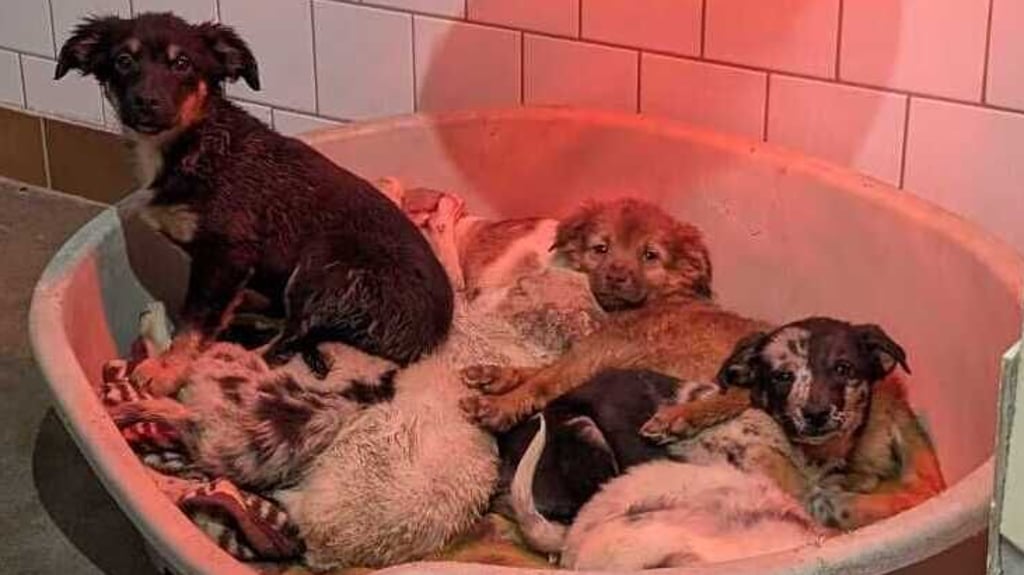 Auch diese Hunde aus dem Horrorhaus an der B 242 werden jetzt in verschiedenen Tierheimen aufgepäppelt.  