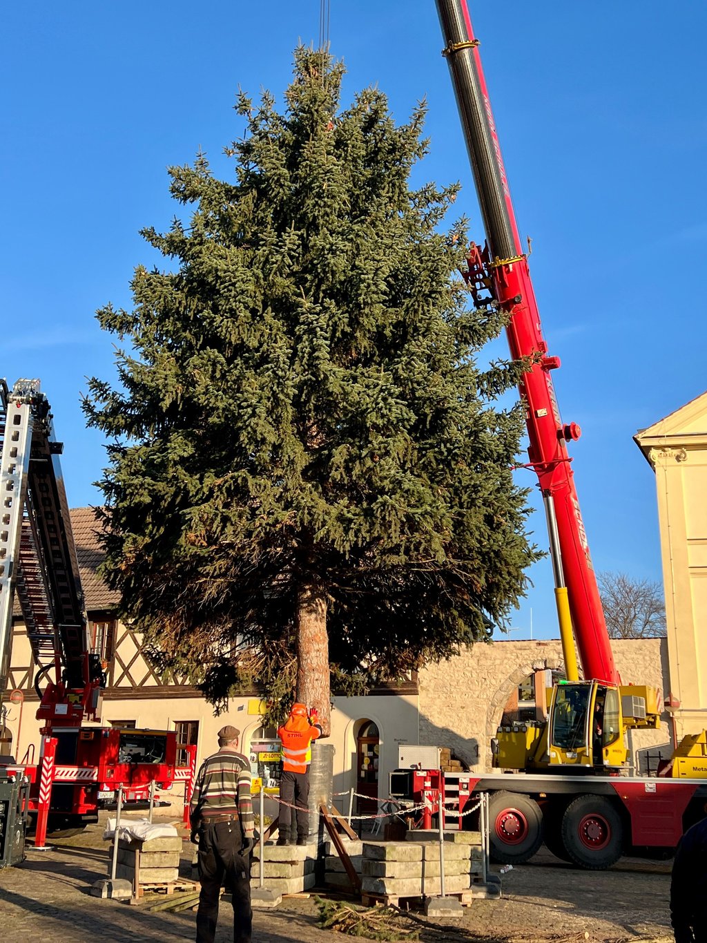 Der Baum für den Markt in Nienburg