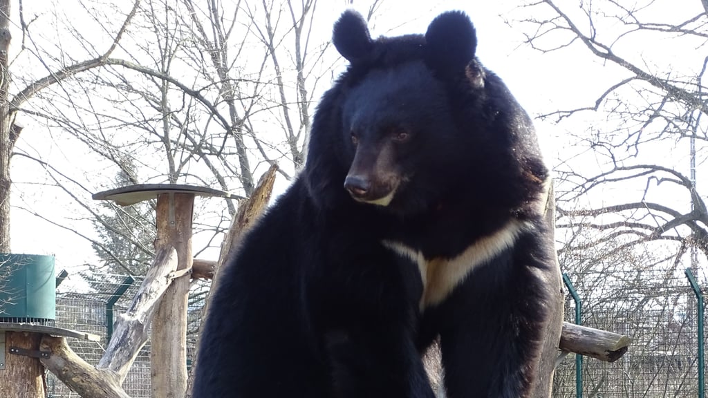 Kragenbär Dmitry steht vor dem Winterschlaf.