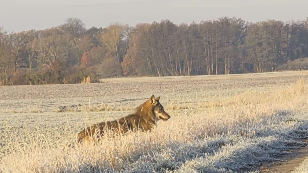 Ein Wolf streift am Sonnabend, 22. November 2025, gegen 9 Uhr morgens durch die Wische. Hier zwischen Lichterfelde und Neukirchen in der Altmärkischen Wische. 