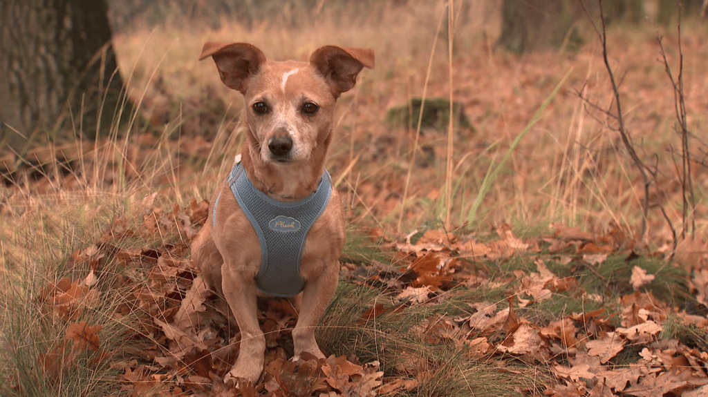 Mischling Erika wurde schwanger ausgesetzt. In der MDR-Sendung "tierisch, tierisch" wird für sie ein neues Zuhause gezeigt.