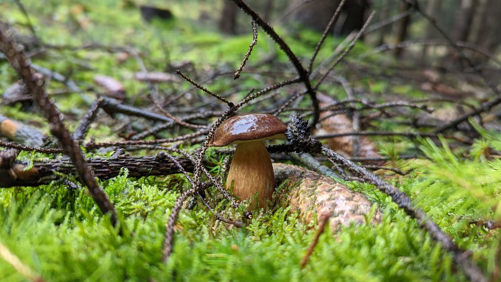 Bei dem Fall aus Merseburg aus diesem Jahr hatte ein Kind, nachdem es vermeintlich Maronenröhrlinge und Champignons gegessen hatte, über Übelkeit und Bauchweh geklagt.