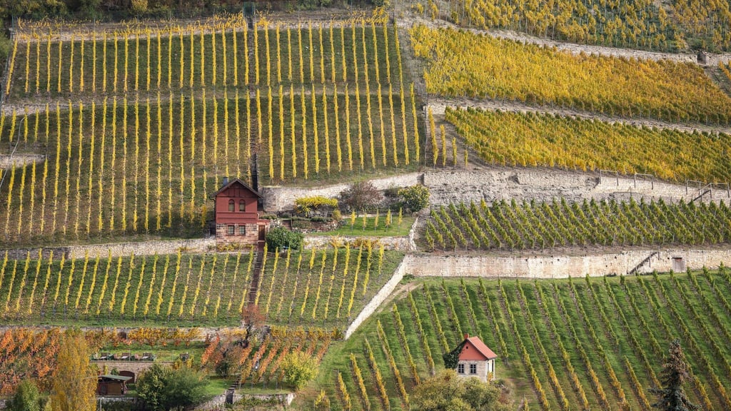 Der Herbst in Sachsen-Anhalt war eher mild. (Symbolbild)